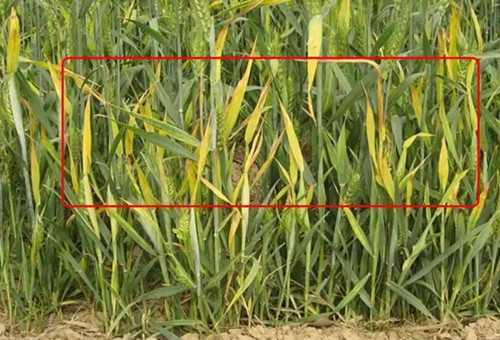 小麥缺鉀 小麥缺鉀