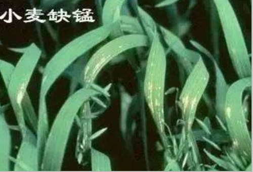 小麥缺錳 小麥缺錳