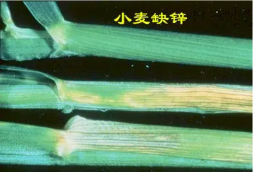 小麥缺鋅 小麥缺鋅