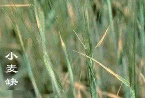 小麥缺鐵 小麥缺鐵