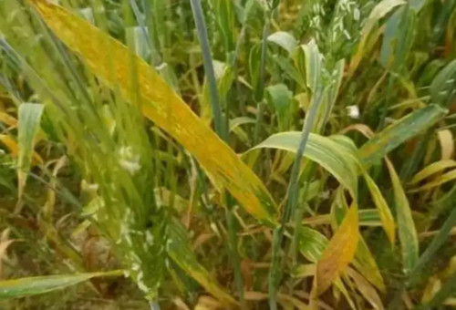 小麥缺銅 小麥缺銅