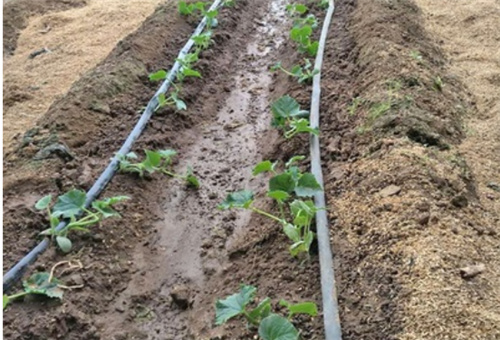 液體肥使用 液體肥使用