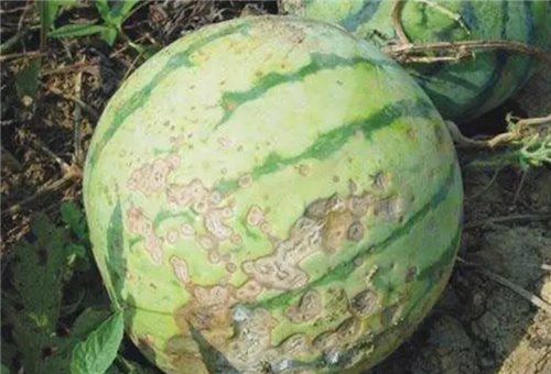 ȱ}