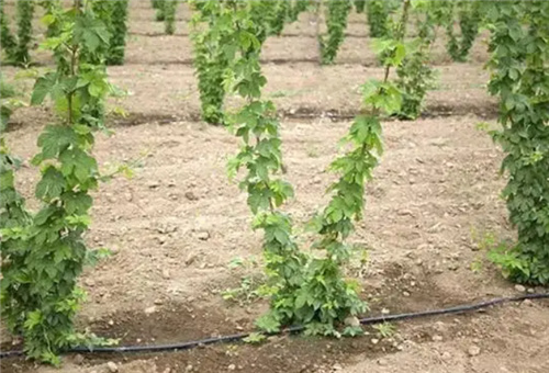 液體氮元素肥優勢 液體氮元素肥優勢