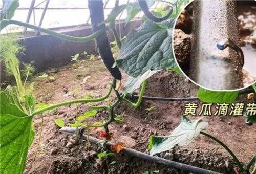 液體肥用法及注意 液體肥用法及注意