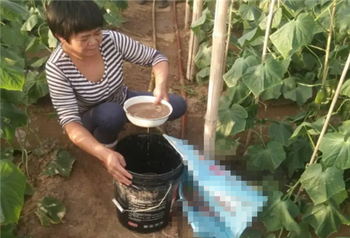 黃瓜沖施施肥 黃瓜沖施施肥