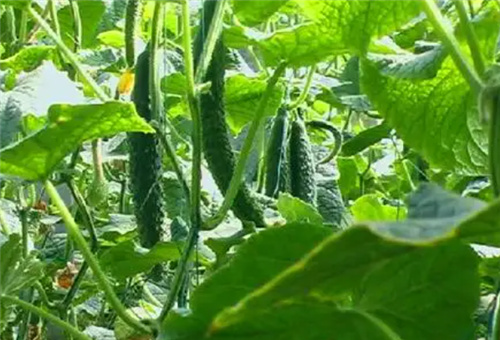 黃瓜液體肥使用頻次 黃瓜液體肥使用頻次