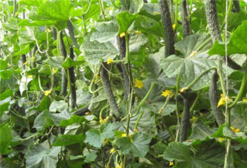 黃瓜液體肥使用頻次 黃瓜液體肥使用頻次