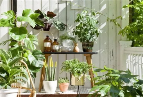 盆栽花卉 盆栽花卉