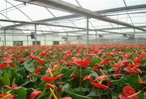 大棚花卉種植 大棚花卉種植