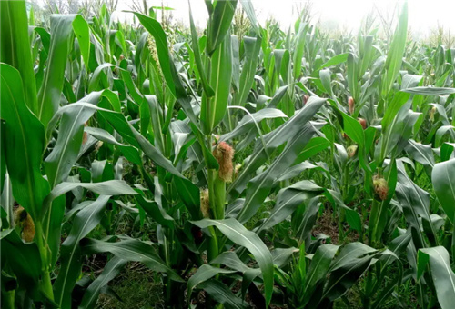 玉米施結穗肥 玉米施結穗肥