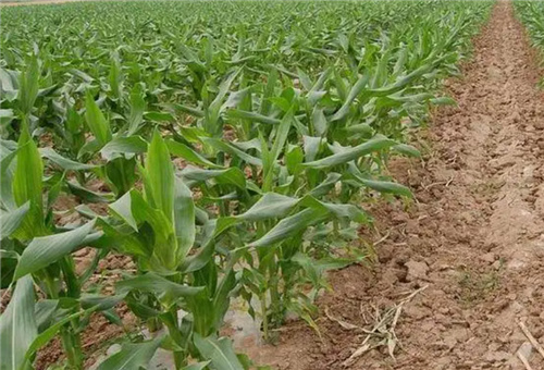 玉米施拔節肥 玉米施拔節肥