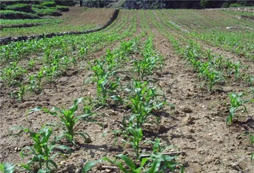玉米施提苗肥 玉米施提苗肥