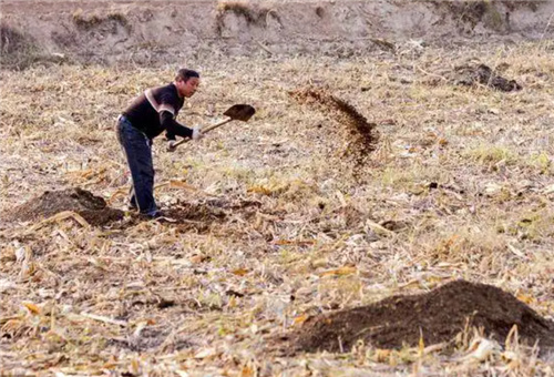 玉米施農家底肥 玉米施農家底肥