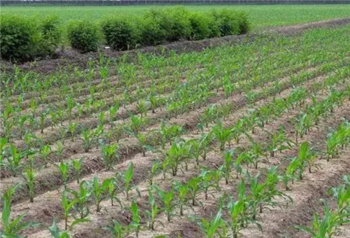 玉米種植株行距 玉米種植株行距