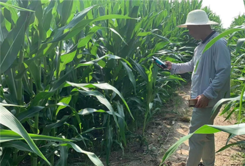玉米種植追肥選擇 玉米種植追肥選擇