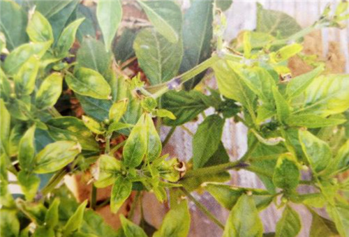 辣椒缺鈣表現 辣椒缺鈣表現