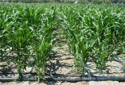 用肥過度補救措施2 用肥過度補救措施2