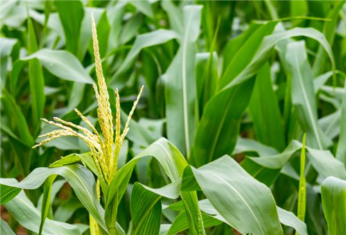 液體肥燒玉米問題 液體肥燒玉米問題