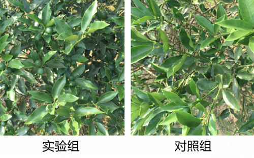 ~(qing)Ч