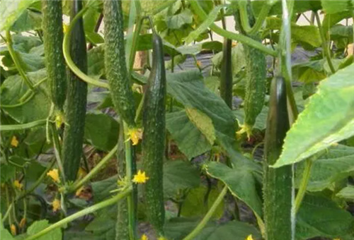 魚蛋白在黃瓜上好處 魚蛋白在黃瓜上好處