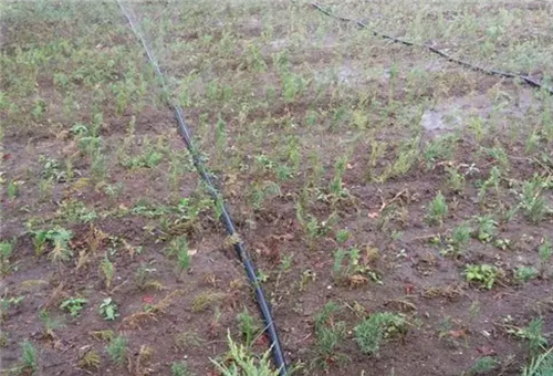 魚肽原漿滴灌 魚肽原漿滴灌